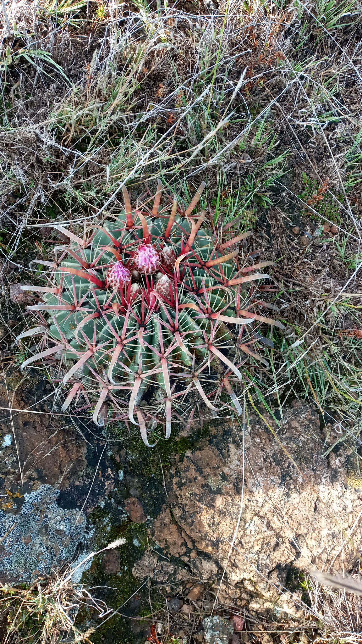 Ferocactus latispinus 